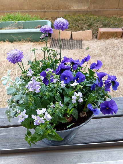 自宅で作って楽しむ春の寄せ植え 特定非営利活動法人 花と緑のまち三鷹創造協会